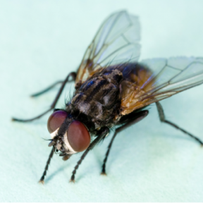 Housefly