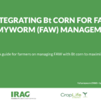 Integrating Bt Corn for Fall Armyworm (FAW) Management