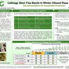 Cabbage Stem Flea Beetle in Winter OSR Poster