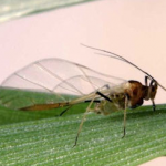English grain aphid