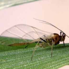English grain aphid
