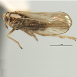White-backed planthopper