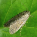 Beet armyworm