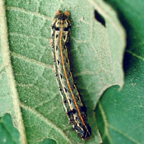 Taro caterpillar