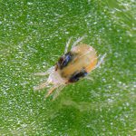 Twospotted Spider Mite