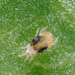 Twospotted Spider Mite