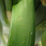 Onion Thrips