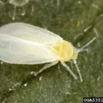 Glasshouse whitefly