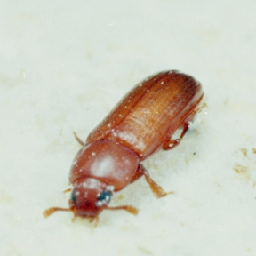 Red flour beetle