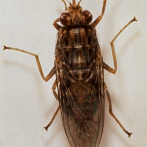 Tsetse fly