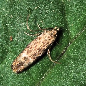 Tomato leafminer