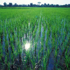 Rice