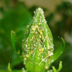 Melon & Cotton Aphid