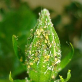 Melon & Cotton Aphid