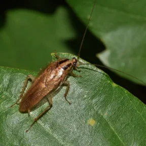 Cockroaches