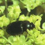 Pollen Beetle