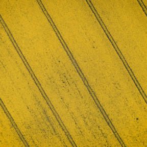 Oilseed Rape