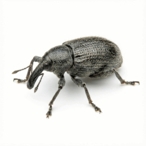 Oilseed Rape Weevil