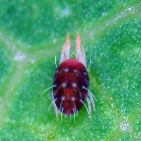 European Red Mite