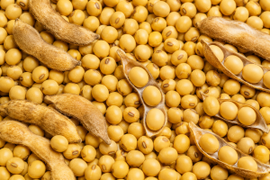 Soybean